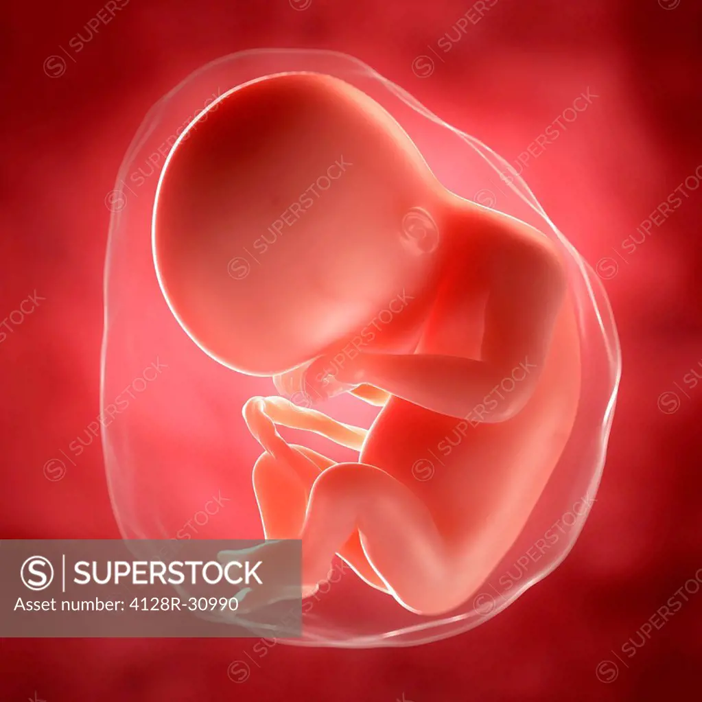 Foetus at 20 weeks, computer artwork.