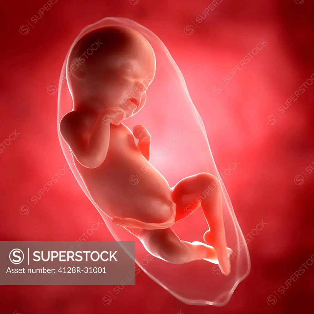 Foetus at 31 weeks, computer artwork.
