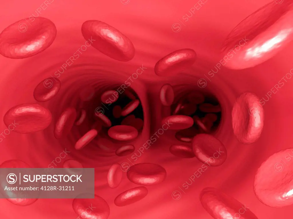 Red blood cells in a blood vessel, computer artwork.