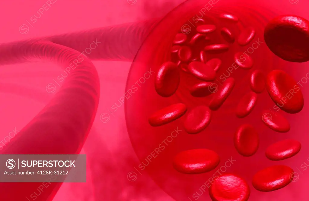 Red blood cells in a blood vessel, computer artwork.