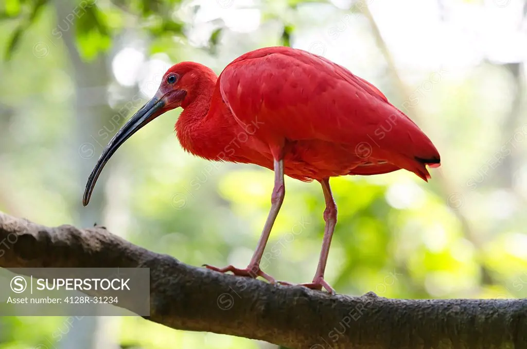 Scarlet ibis (Eudocimus ruber).
