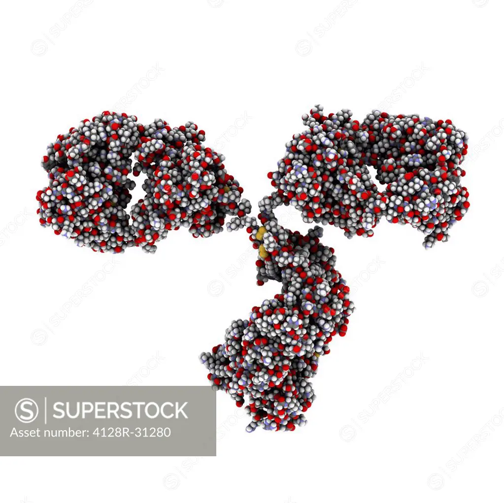 Antibody molecule. Crystal structure of a monoclonal immunoglobulin (IgG2a). IgG antibodies are composed of 2 long heavy chains and 2 shorter light ch...