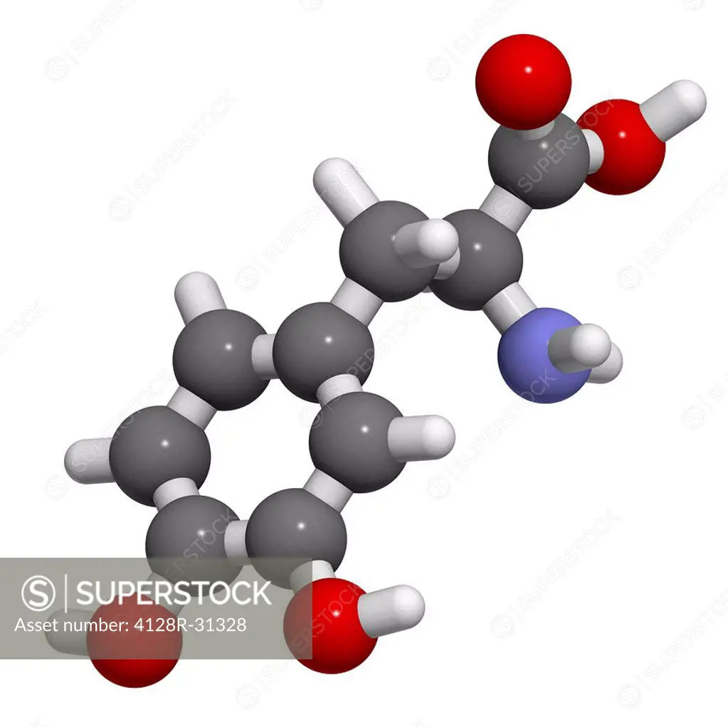 Levodopa (L-DOPA) Parkinson's disease drug, molecular model. L-DOPA is a precursor of the catecholamine neurotransmitters dopamine, norepinephrine and...