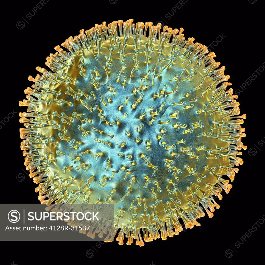 Avian flu virus, computer artwork. A virus is a tiny pathogenic particle comprising genetic material enclosed in a protein coat. The coat contains sur...