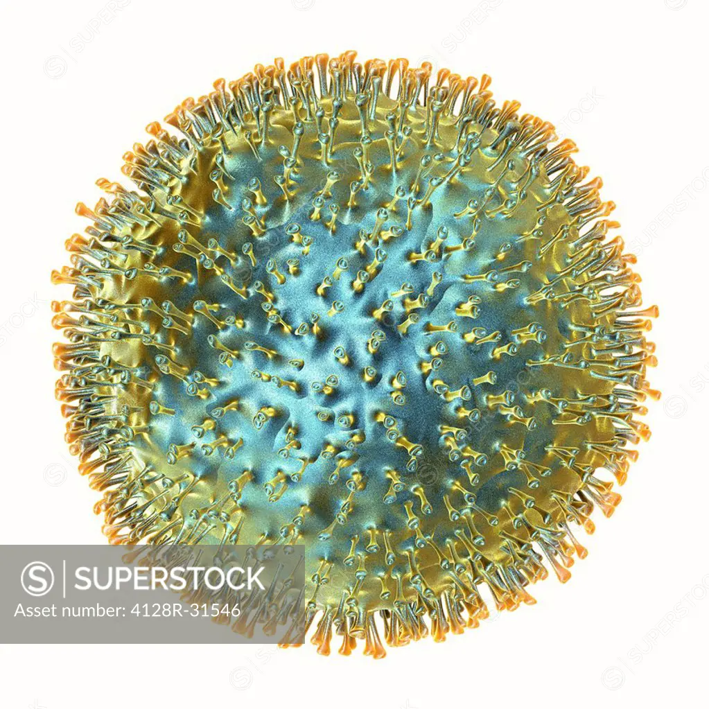 Avian flu virus, computer artwork. A virus is a tiny pathogenic particle comprising genetic material enclosed in a protein coat. The coat contains sur...