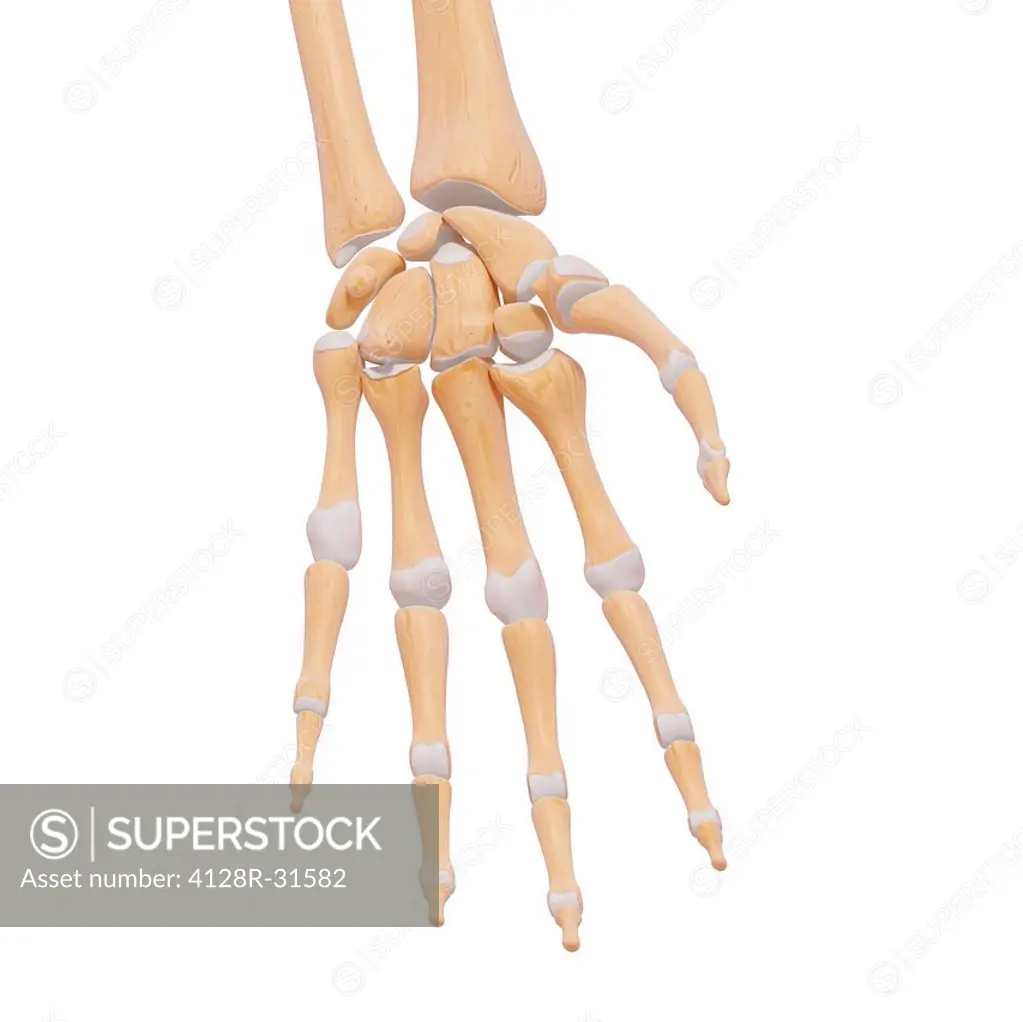 Human hand bones, computer artwork.