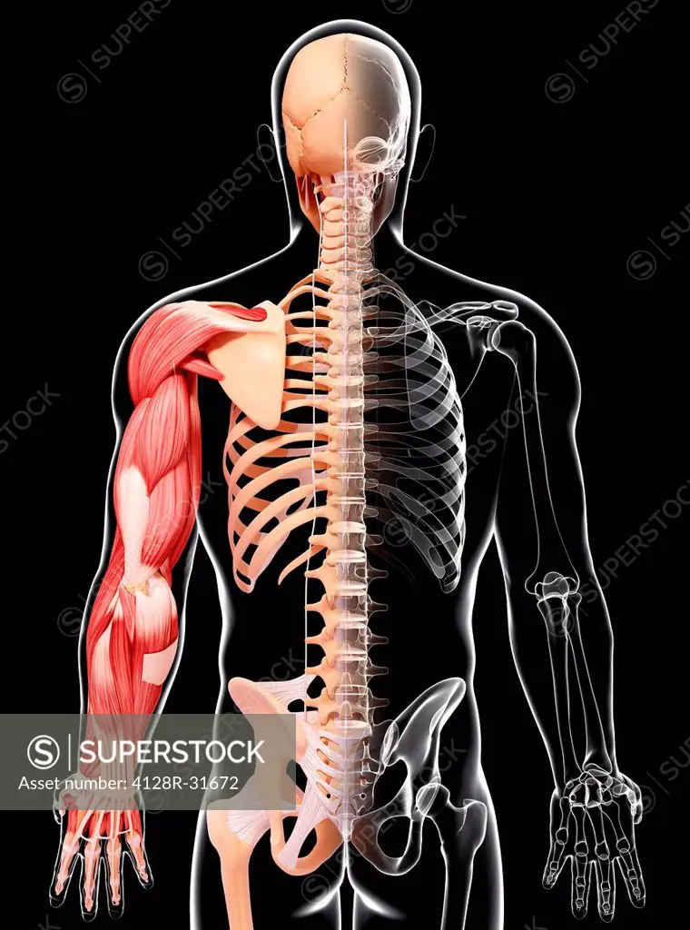 Human arm musculature, computer artwork.
