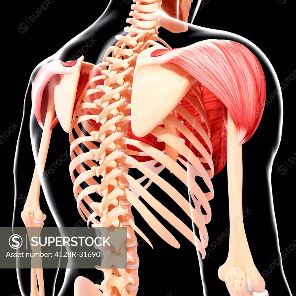 Human shoulder musculature, computer artwork.