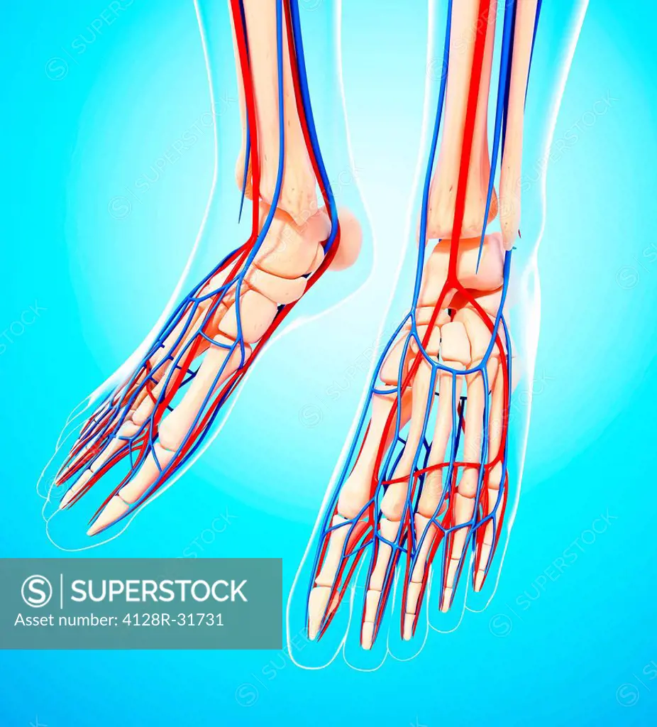 Human leg cardiovascular system, computer artwork.