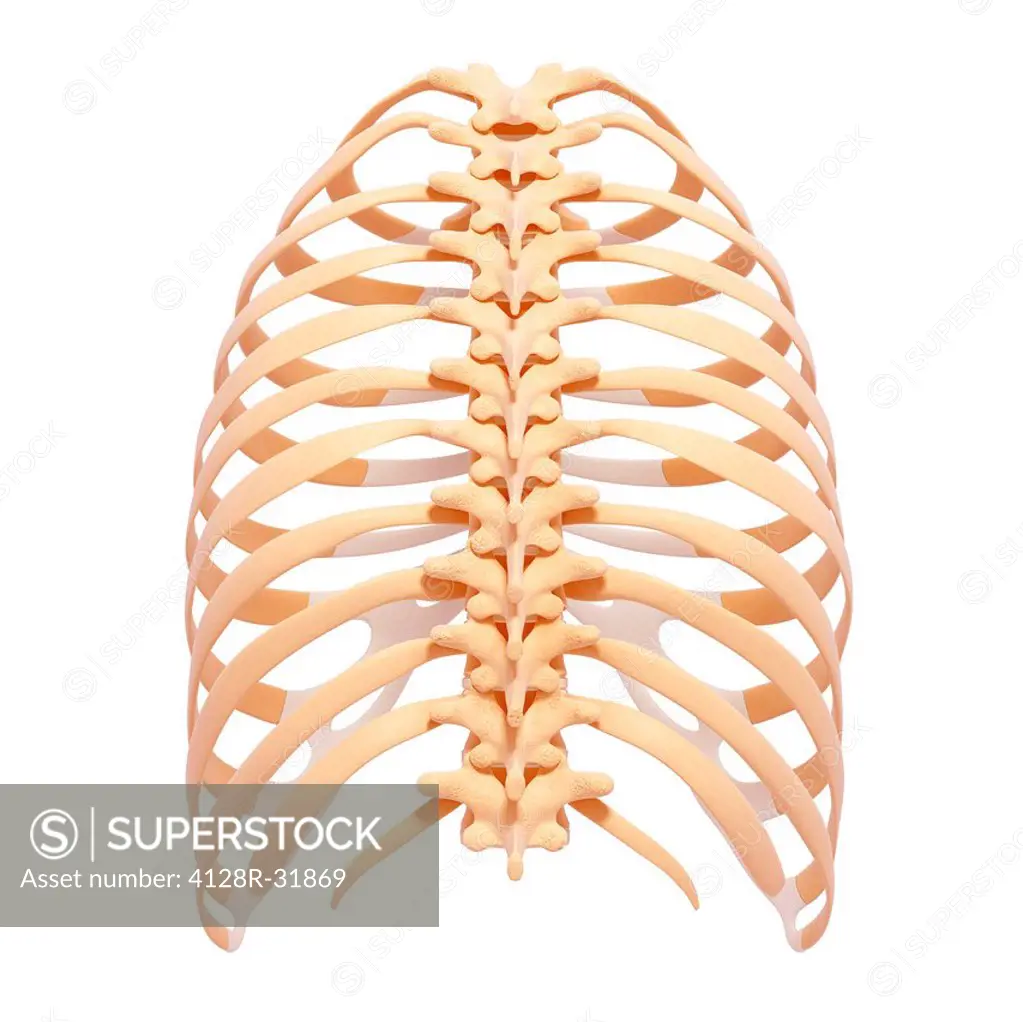 Human ribcage, computer artwork.
