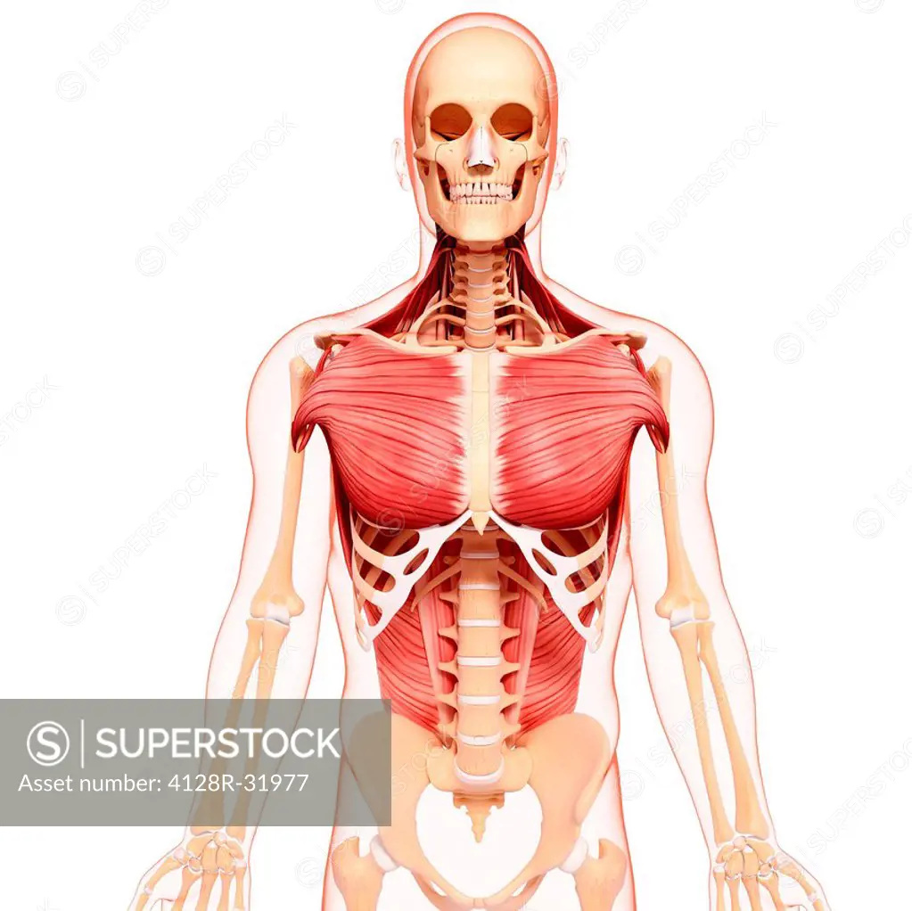 Human musculature, computer artwork.