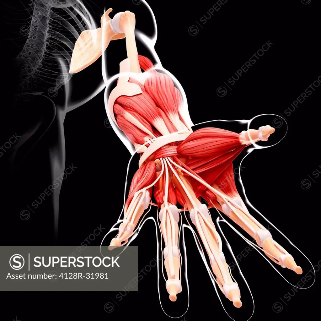 Human arm musculature, computer artwork.