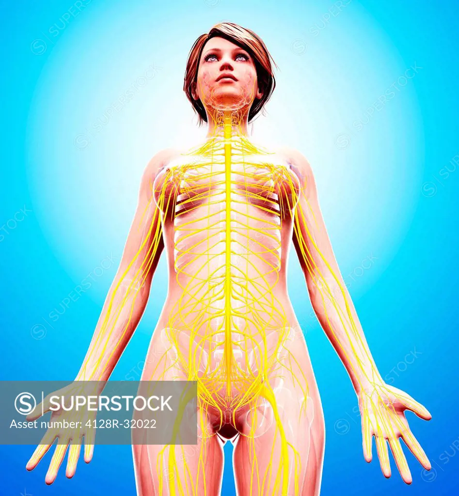 Female nervous system, computer artwork.