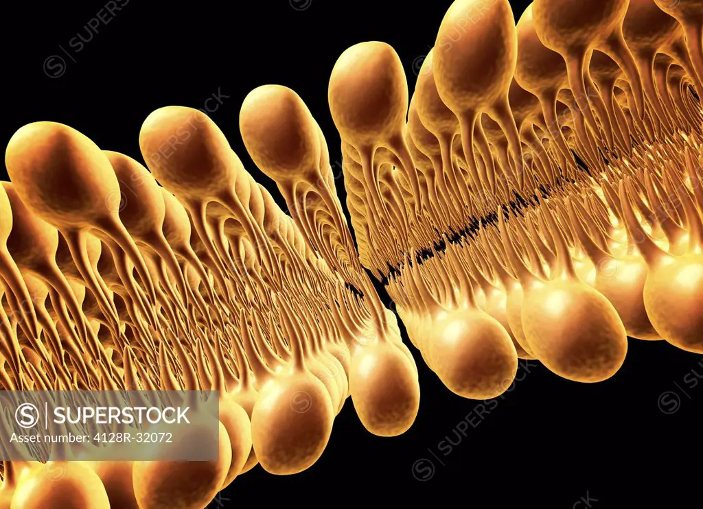 Phospholipid bilayer. Computer artwork of the phospholipid bilayer that forms the membrane around all living cells. The cell membrane is made of phosp...