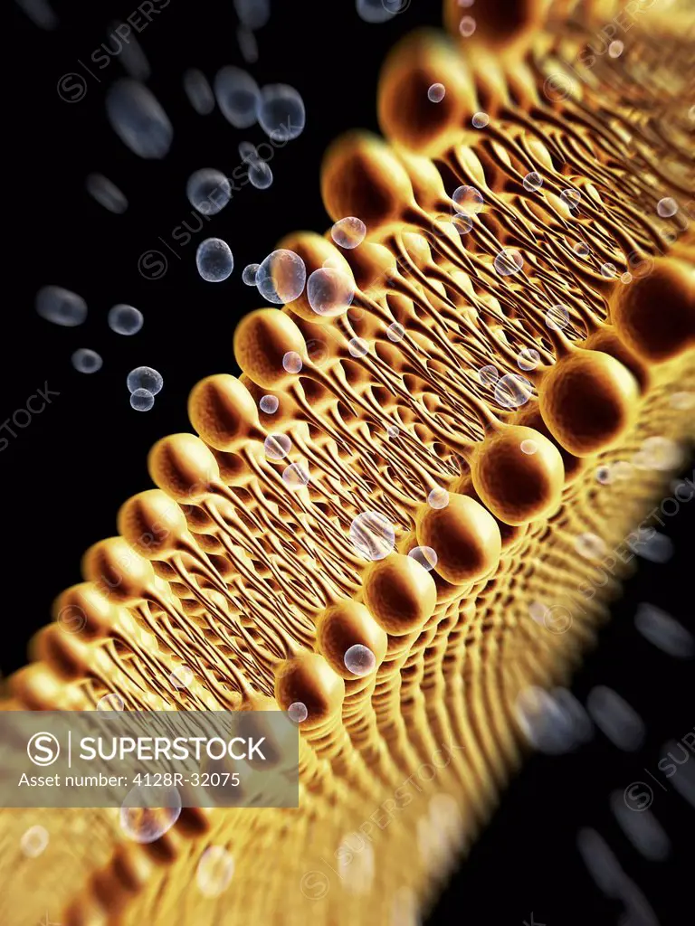 Phospholipid bilayer. Computer artwork of the phospholipid bilayer that forms the membrane around all living cells. The cell membrane is made of phosp...