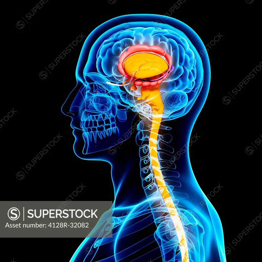 Male brain, computer artwork.