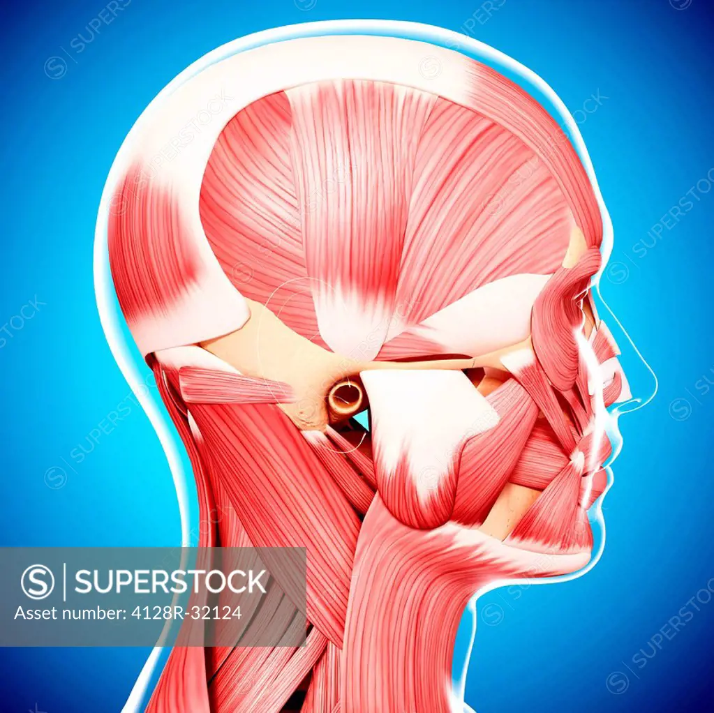 Human head musculature, computer artwork.