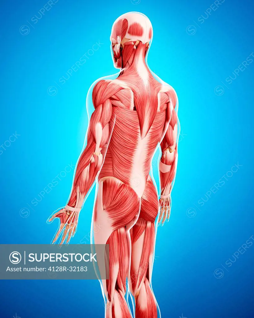 Human musculature, computer artwork.