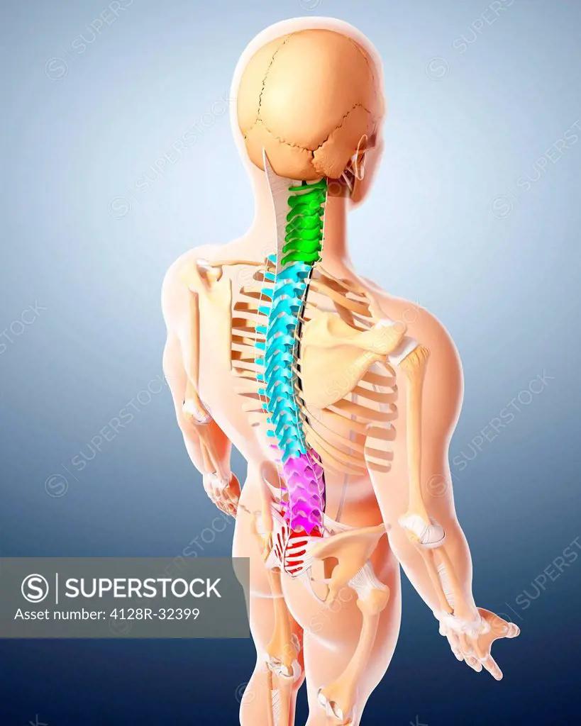 Human skeleton, computer artwork.