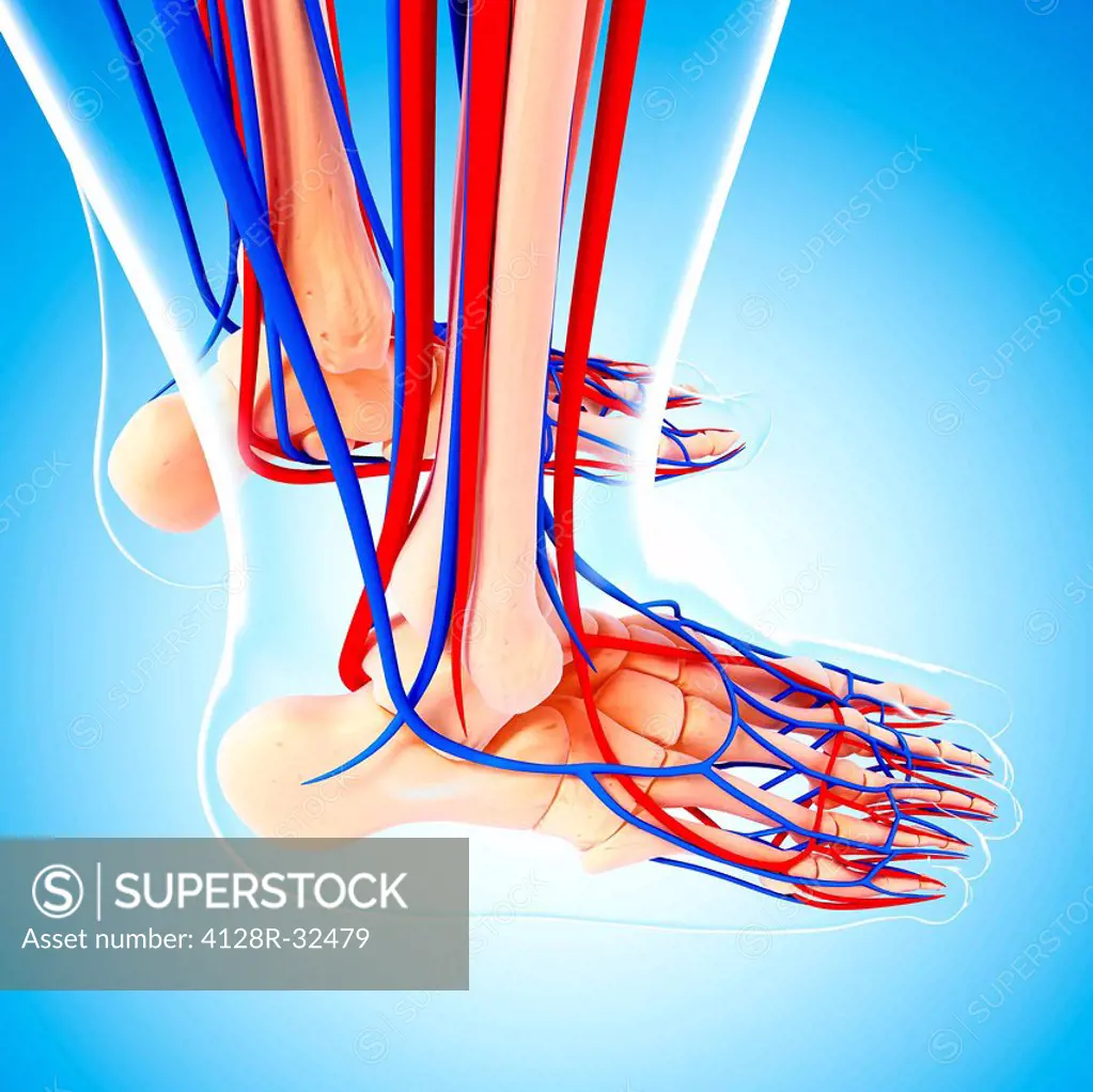 Human foot anatomy, computer artwork.