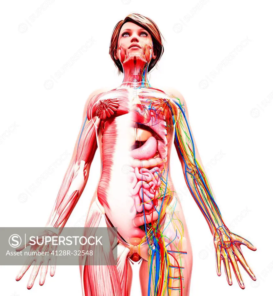 Female anatomy, computer artwork.
