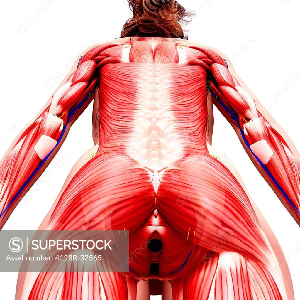 Female musculature, computer artwork.