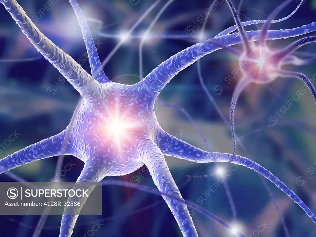 Nerve cells. Computer artwork of nerve cells, or neurons.