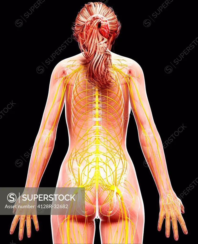Female nervous system, computer artwork.