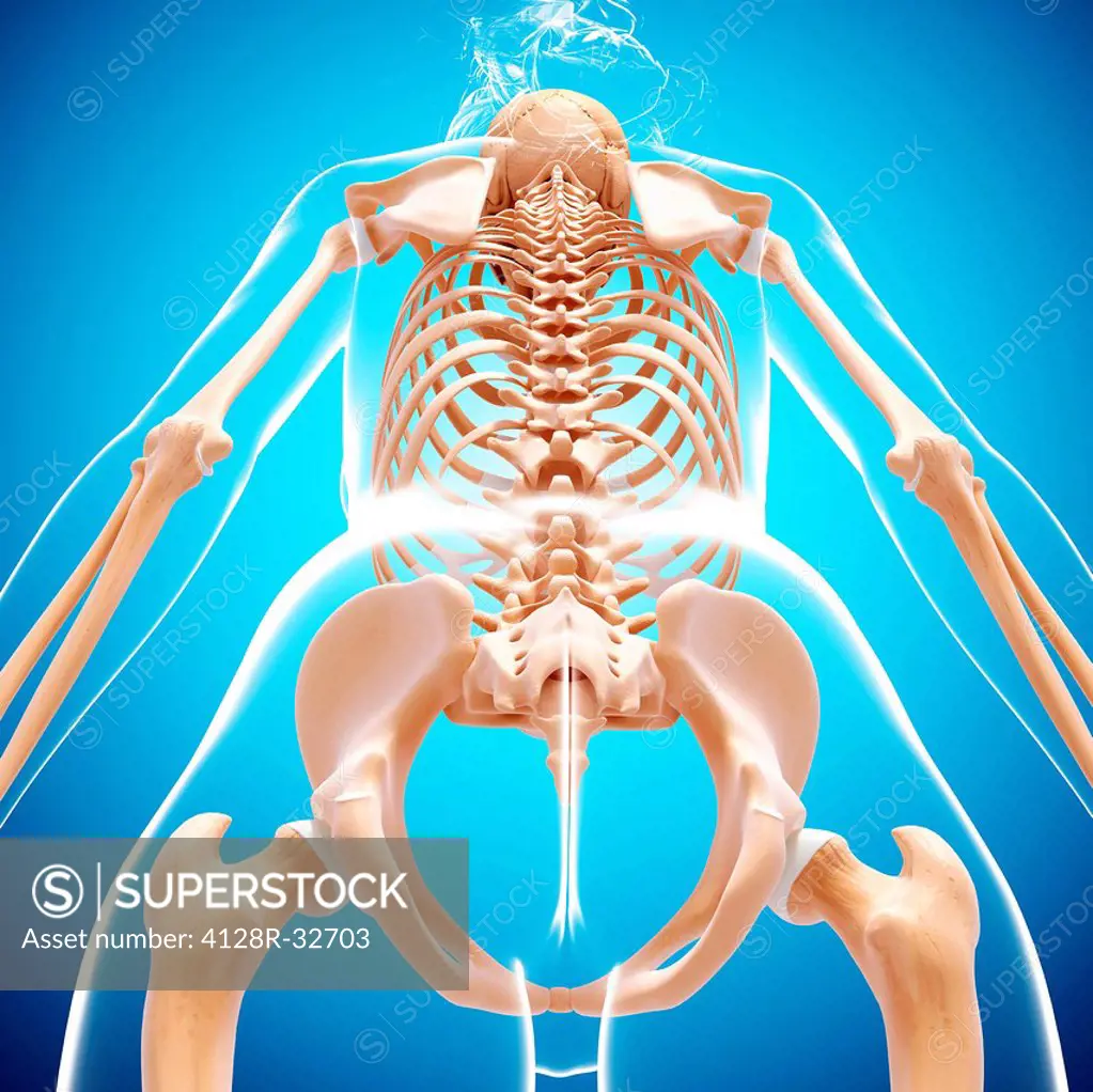 Female skeleton, computer artwork.