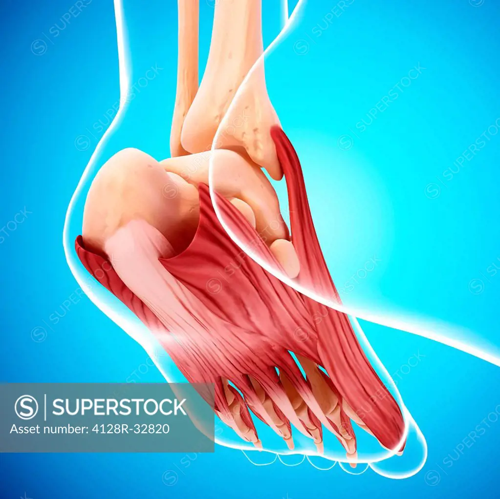 Human foot musculature, computer artwork.
