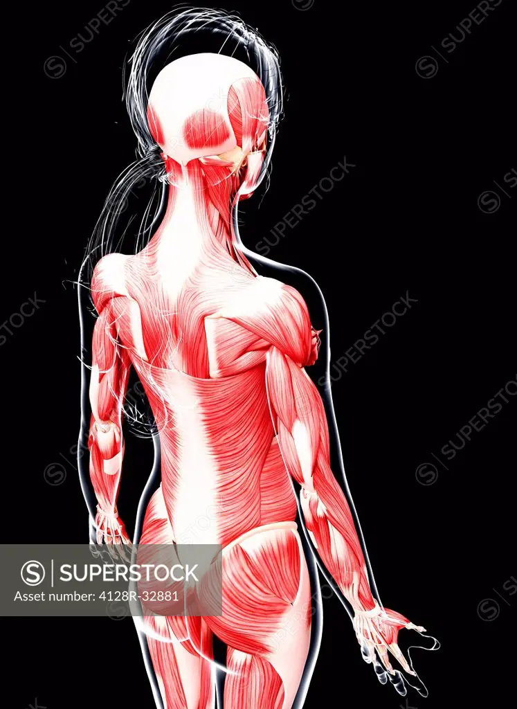 Female musculature, computer artwork.