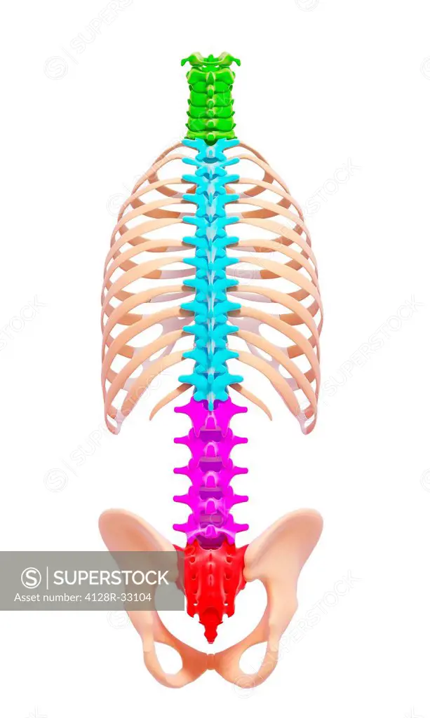 Human spine, computer artwork.