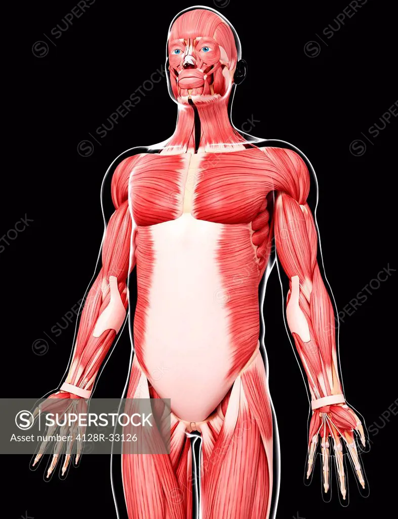 Human musculature, computer artwork.