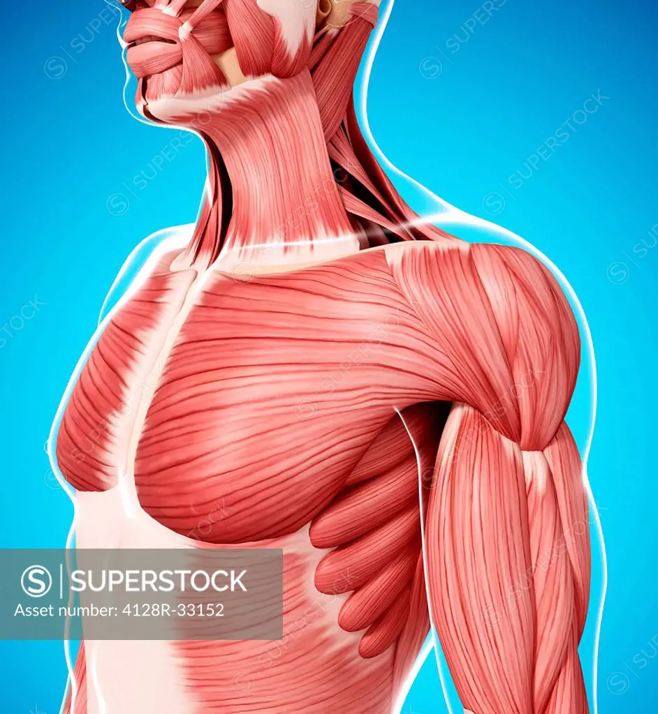 Human musculature, computer artwork.