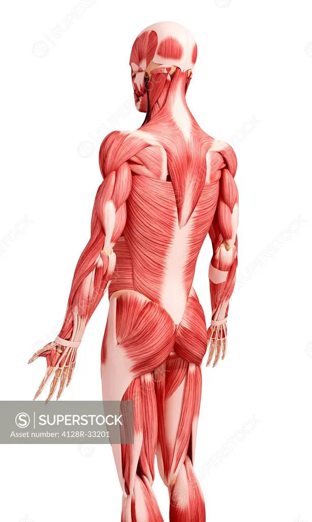 Human musculature, computer artwork.