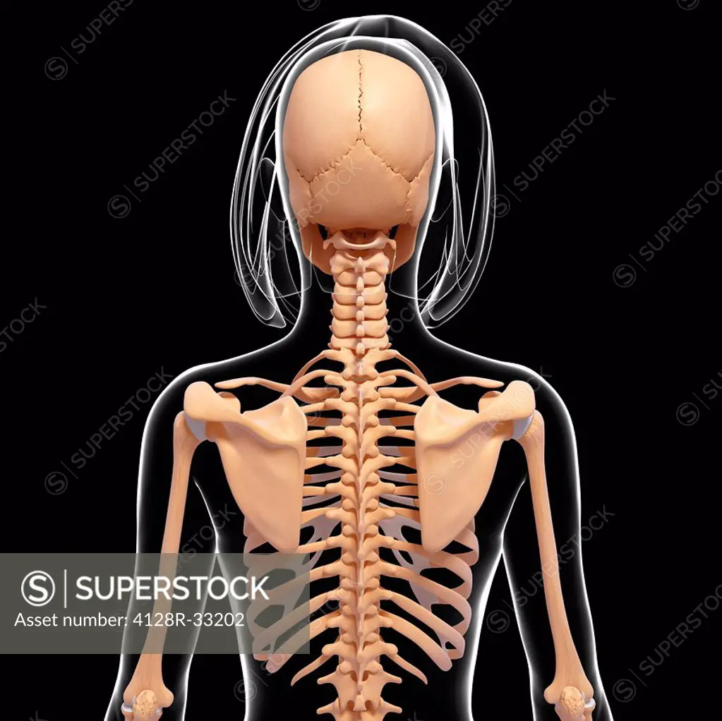 Female skeleton, computer artwork.
