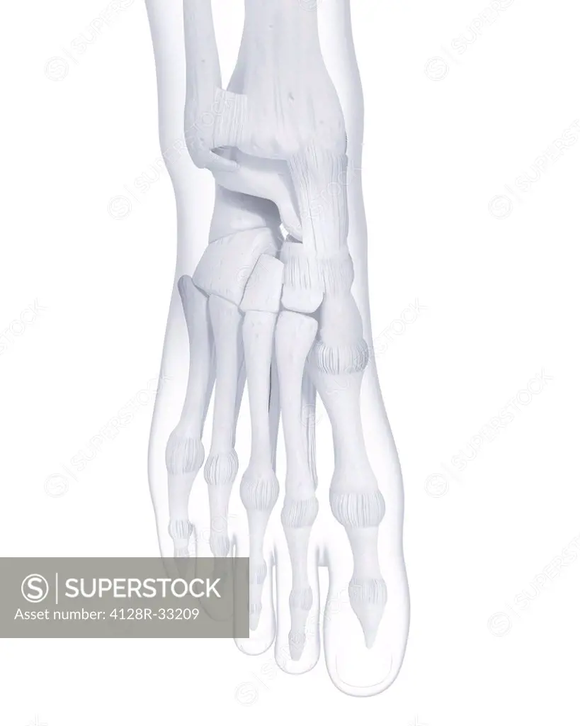 Human foot bones, computer artwork.