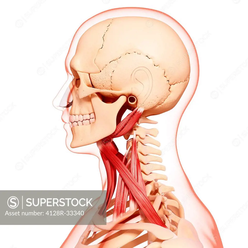 Human neck musculature, computer artwork.