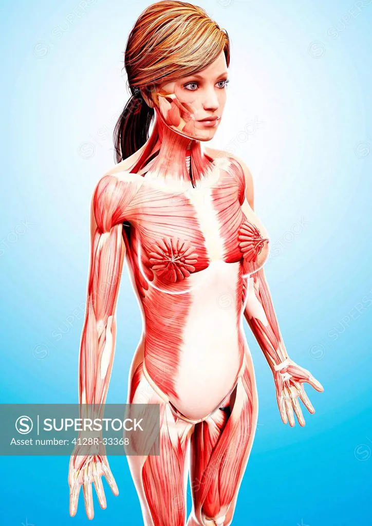 Female musculature, computer artwork.