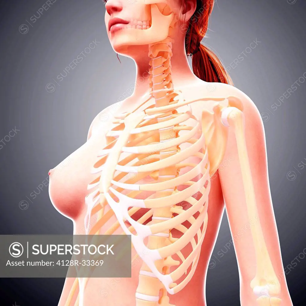 Female skeleton, computer artwork.