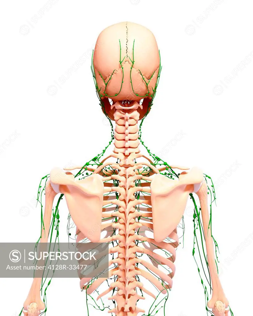 Human lymphatic system, computer artwork.