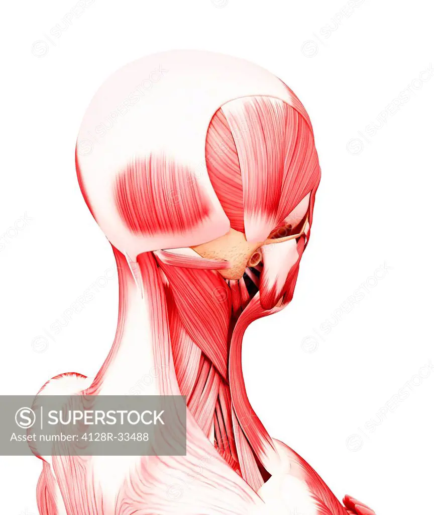 Human head musculature, computer artwork.