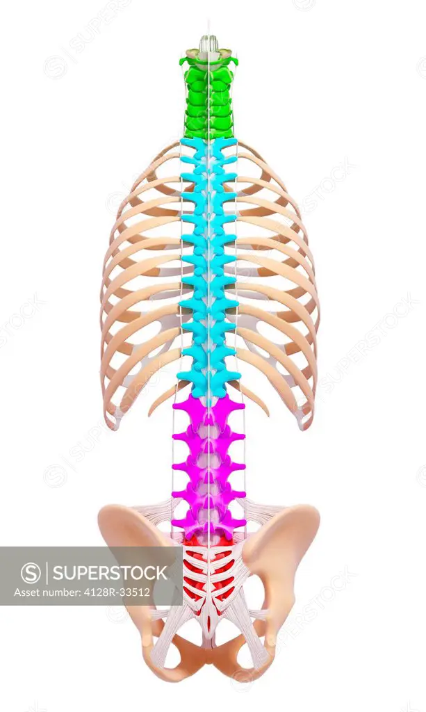 Human spine, computer artwork.