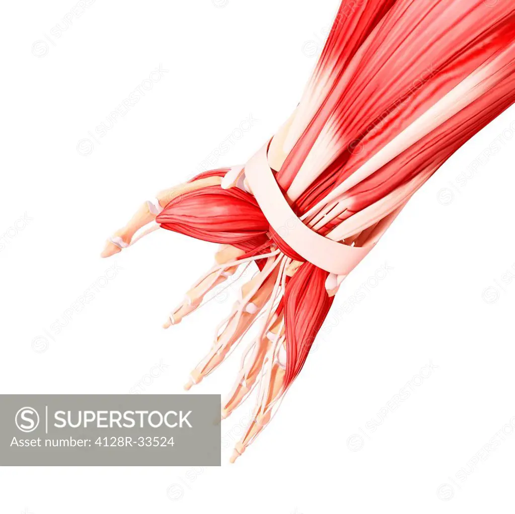 Human hand musculature, computer artwork.