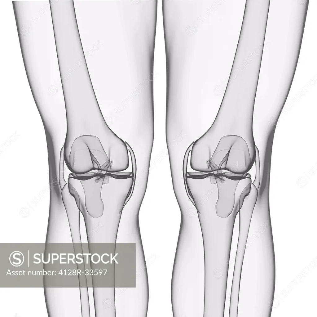 Human leg bones, computer artwork.