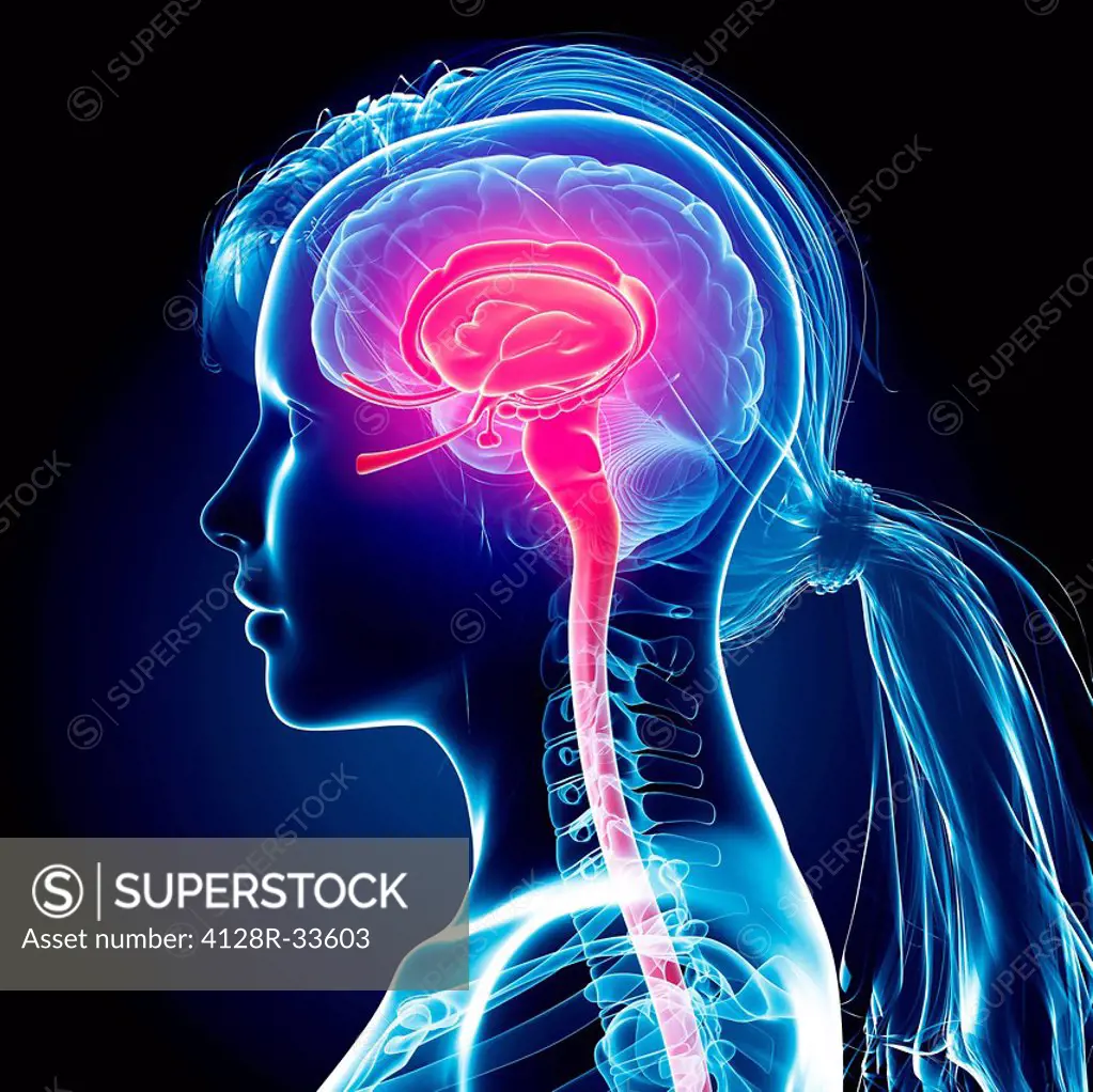 Female brain, computer artwork.