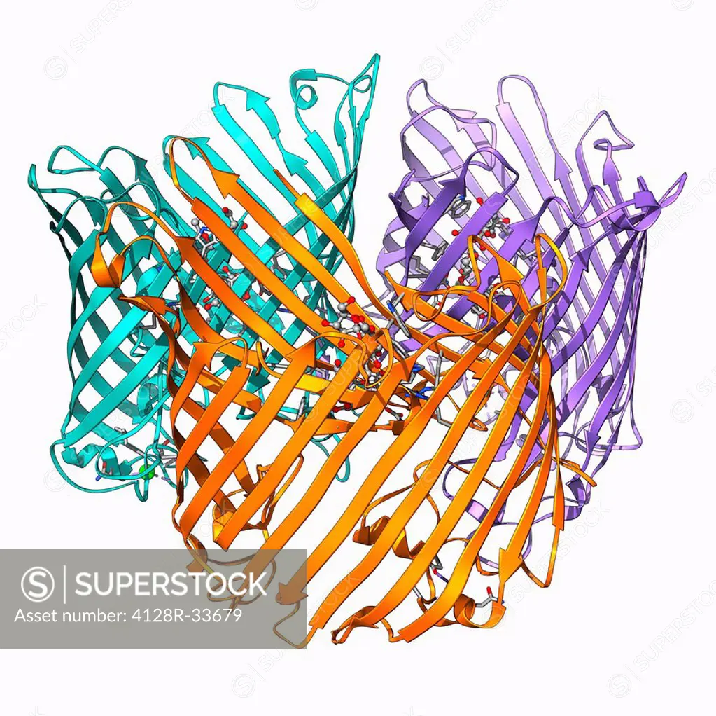 Sucrose-specific porin, molecular model. Porins are proteins that span cell membranes and act as a channel through which specific molecules can diffus...