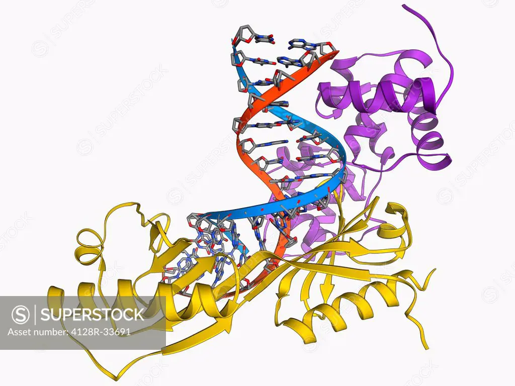 TATA box-binding protein complex. Molecular model showing a yeast TATA box-binding protein (TBP) complexed with a strand of DNA (deoxyribonucleic acid...