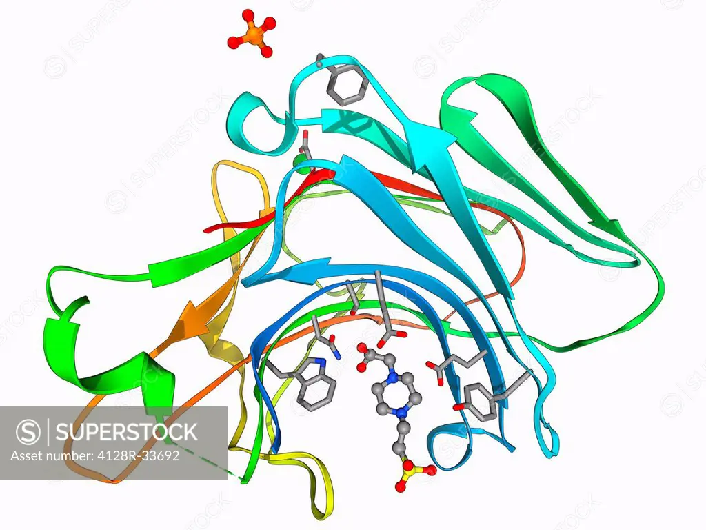 Beta glucanase enzyme, molecular model. This enzyme hydrolyses the glucose subunits that make up some polysaccharides. This is a circular permeation o...