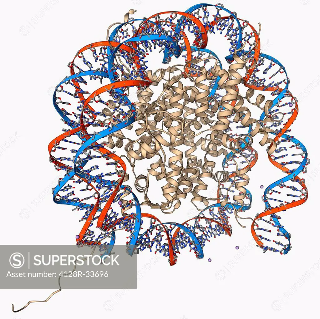 Nucleosome, molecular model. A nucleosome is a subunit of chromatin, the substance that forms chromosomes. It consists of a short length of DNA (deoxy...